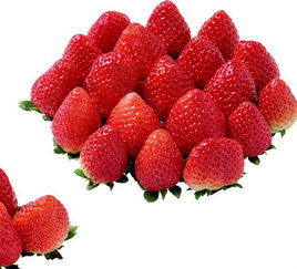 定格丰收的甜蜜 探访上虞市丁宅乡阿灿草莓种植场