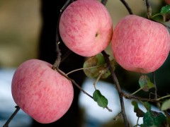 库藏红富士苹果——栖霞市正扬果品商贸公司优质水果销售